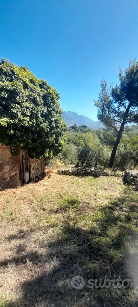 Terreno uliveto - Vista 5
