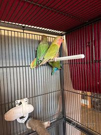 Inseparabili da circa due mesi a gela