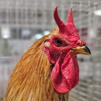 Polli feche razza francese