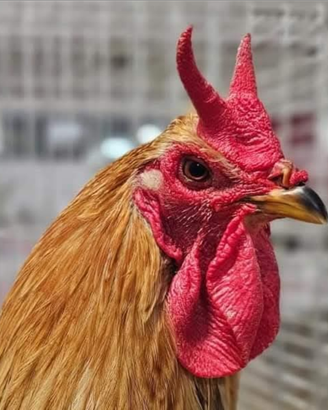 Polli feche razza francese