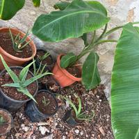 Aloe e Alberi di banane