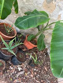 Aloe e Alberi di banane