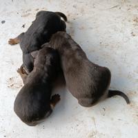 Cucciolo segugio italiano