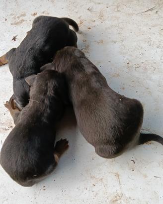Cucciolo segugio italiano