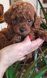 Barboncina femmina mini toy red