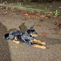 Cucciolo 8 mesi Milano