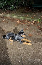 Cucciolo 8 mesi Milano