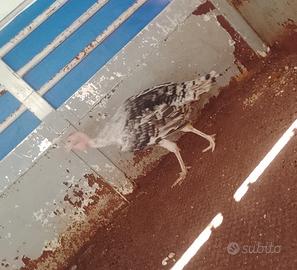 Tacchino gigante