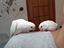 Immagine 3