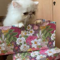 Cuccioli gatto persiano