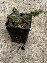 🌵 Pianta grassa – Fiori grandi e color