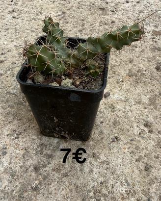 🌵 Pianta grassa – Fiori grandi e color