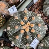 Astrophytum Asterias
