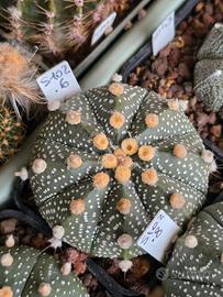 Astrophytum Asterias