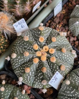 Astrophytum Asterias