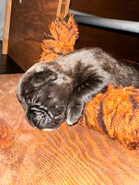 Cuccioli di Boxer alta genealogia