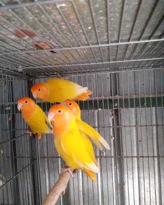 Pappagalli inseparabili
