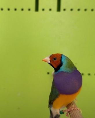 Diamante del Gould