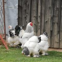 Galli Brahma Columbia