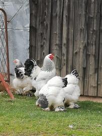 Galli Brahma Columbia