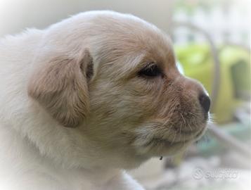 Labrador da oscar con pedigree