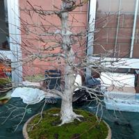 Bonsai di acero palmato yamamomiji eretto formale