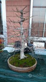 Bonsai di acero palmato yamamomiji eretto formale