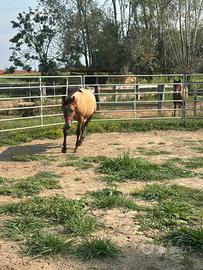 Puledro Appaloosa