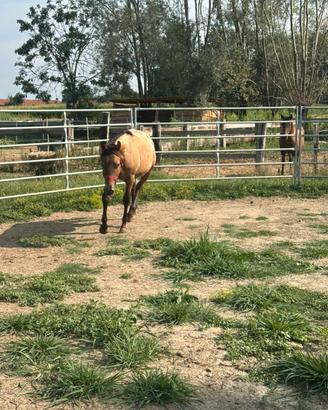 Puledro Appaloosa