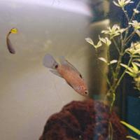 Badis Badis femmina rosacea