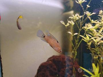 Badis Badis femmina rosacea