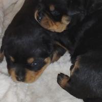 Cucciola di rottweiler
