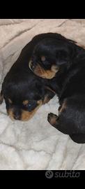 Cucciola di rottweiler