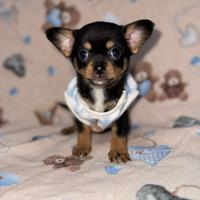 Chihuahua maschietto