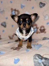 Chihuahua maschietto