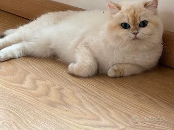 British Shortair sterilizzata