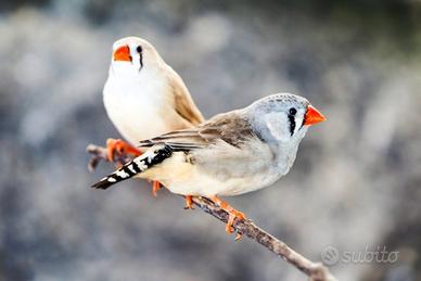 Bengalini grigio chiaro