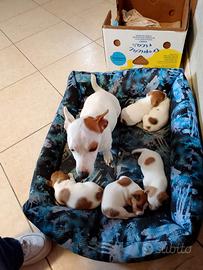 Cuccioli jack russell