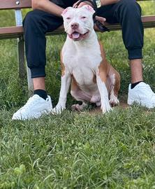 Monta pitbull red nose