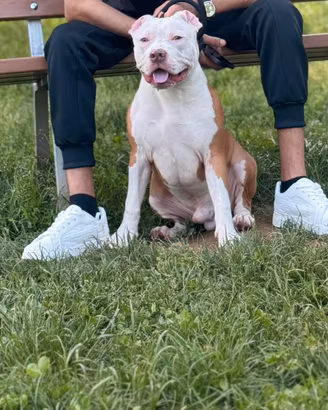 Monta pitbull red nose