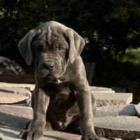 Cuccioli di cane corso