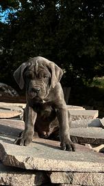 Cuccioli di cane corso