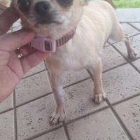 Chihuahua femminuccia micro toy