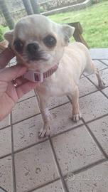 Chihuahua femminuccia micro toy