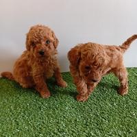 Uccioli di Barboncino Nano Red