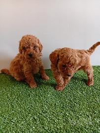 Uccioli di Barboncino Nano Red