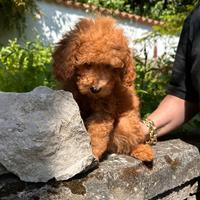 Anche a rate senza busta paga