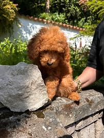 Anche a rate senza busta paga