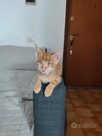 Gattino in adozione 