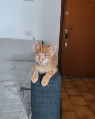 Gattino in adozione 